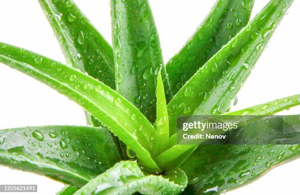 aloe vera plant - aloe slices stock pictures, royalty-free photos & images