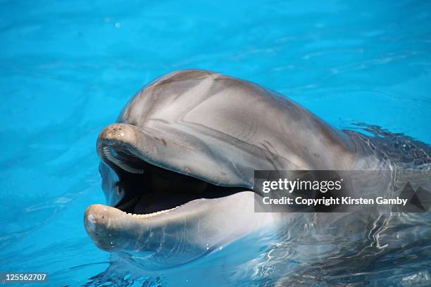 friendly dolphin - vallejo california stock pictures, royalty-free photos & images