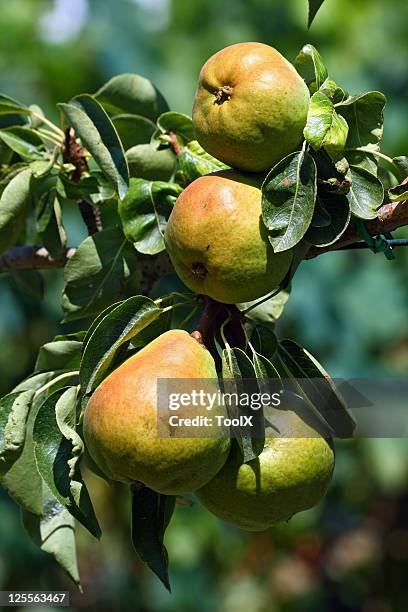 pears on tree - perenboom stockfoto's en -beelden