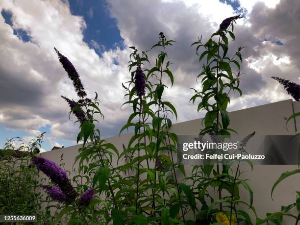 buddleja plant - butterfly bush stock pictures, royalty-free photos & images