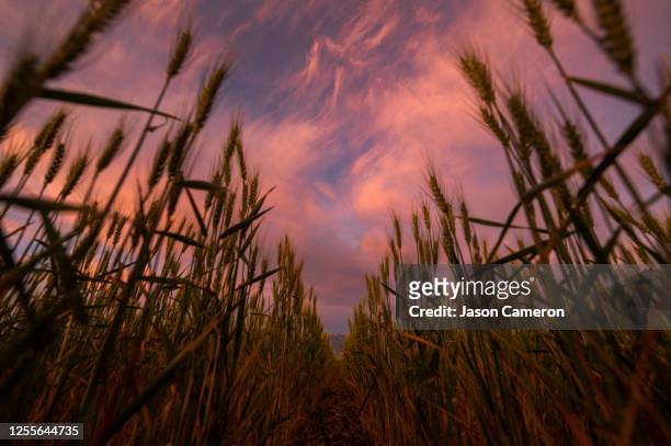 wheat field row sunset - herriman 個照片及圖片檔