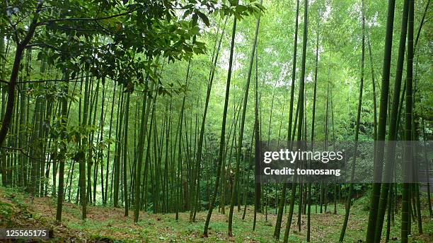 bamboo thicket - kitakyushu stock pictures, royalty-free photos & images