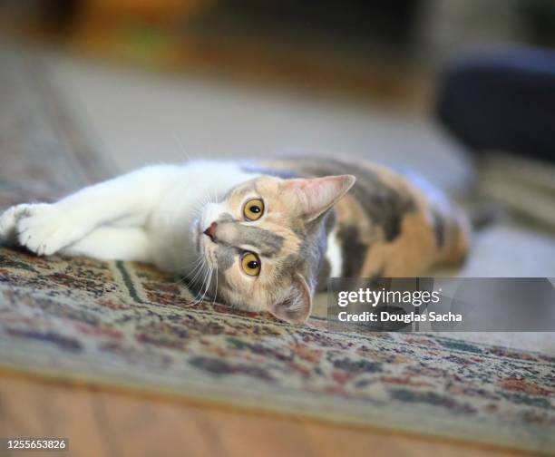 playful calico cat - calico cat stock pictures, royalty-free photos & images