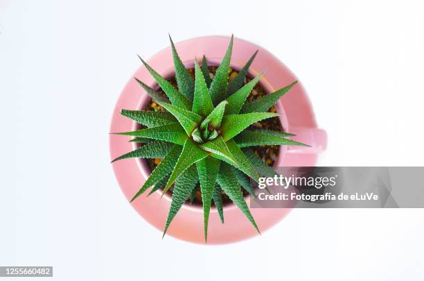 cactus in pink vase - cactus white background stock-fotos und bilder