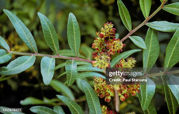 Mastic Color Tree Mastic Trees Photos and Premium High Res Pictures - Getty Images