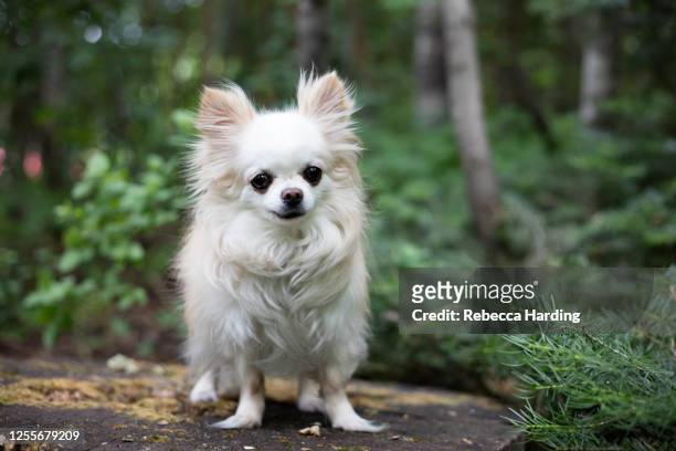 336 Long Haired White Chihuahua Photos and Premium High Res Pictures -  Getty Images