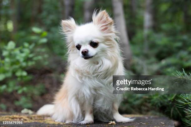 637 Long Haired Chihuahua Photos and Premium High Res Pictures - Getty  Images