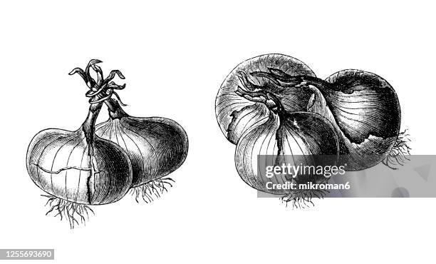 old engraved illustration of onions, vegetable plant - allium flower imagens e fotografias de stock