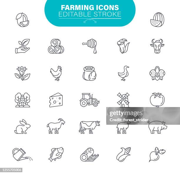 ilustraciones, imágenes clip art, dibujos animados e iconos de stock de iconos de trazo editables de la agricultura. conjunto contiene tal icono agricultura, campo, animal, apicultura, cebada, ilustración - cerdo