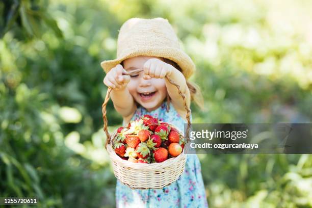 little girl picking strawberry on a farm field - strawberry stock pictures, royalty-free photos & images