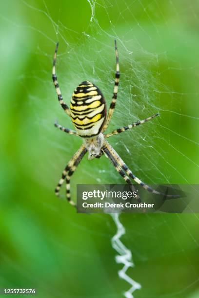 wasp spider, argiope bruennichi. - getingspindel bildbanksfoton och bilder