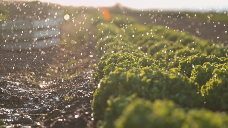 https://media.gettyimages.com/id/1255740908/video/super-raindrops-falling-on-lettuce-growing-on-a-field.jpg?b=1&s=640x640&k=20&c=SE81FGNY6J9GwrQFzDVVWAAaAtPDtiOtwcmQ8qGepDs=