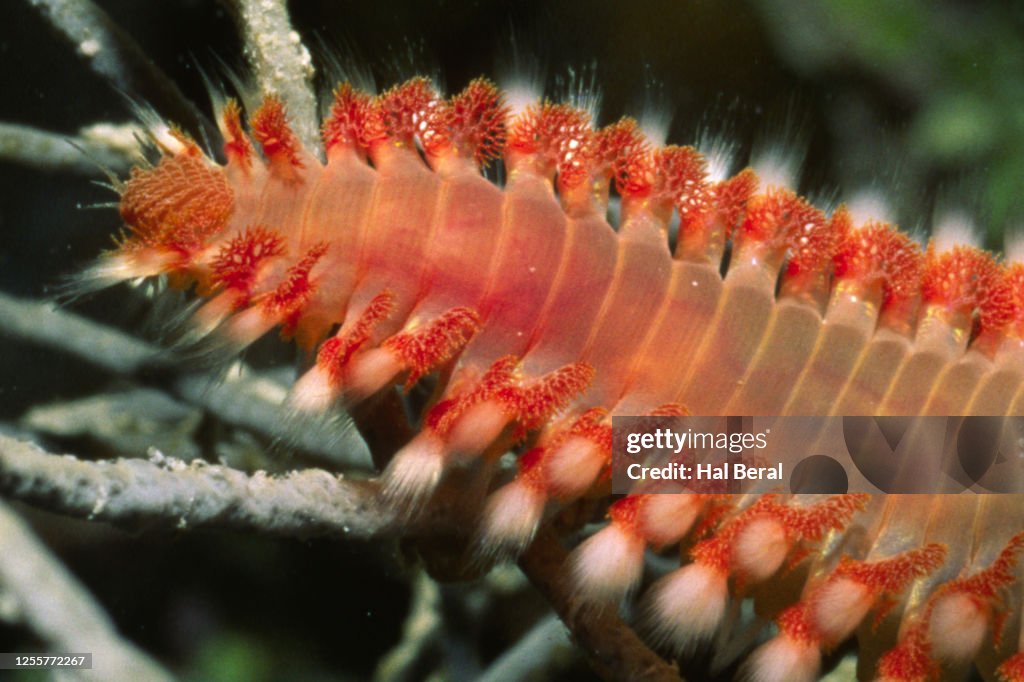 Fireworm Larvae Bearded Fireworm Closeup High-Res Stock Photo - Getty Images