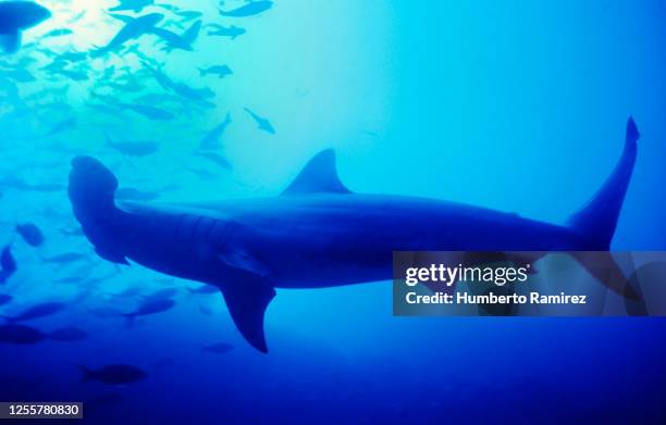 scalloped hammerhead sharks. - galapagos marine reserve stock pictures, royalty-free photos & images
