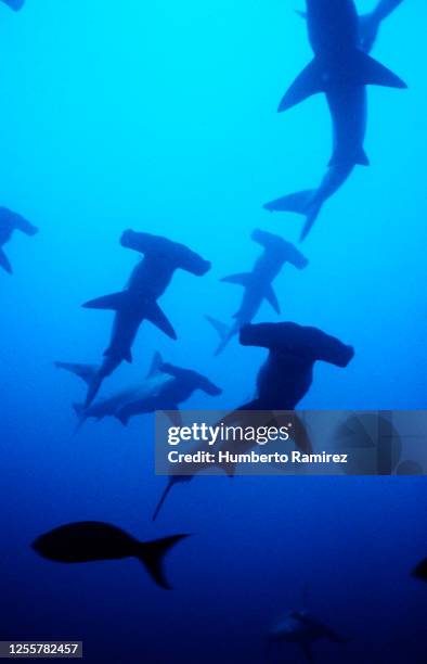 scalloped hammerhead sharks. - galapagos marine reserve stock pictures, royalty-free photos & images