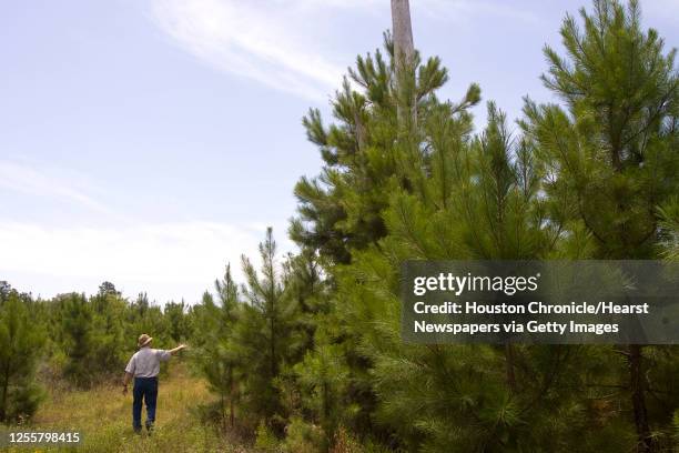 Stephen F. Austin State University's Arthur Temple College of Forestry and Agriculture instructor Frank Shockley looks at a pine tree planting at the...