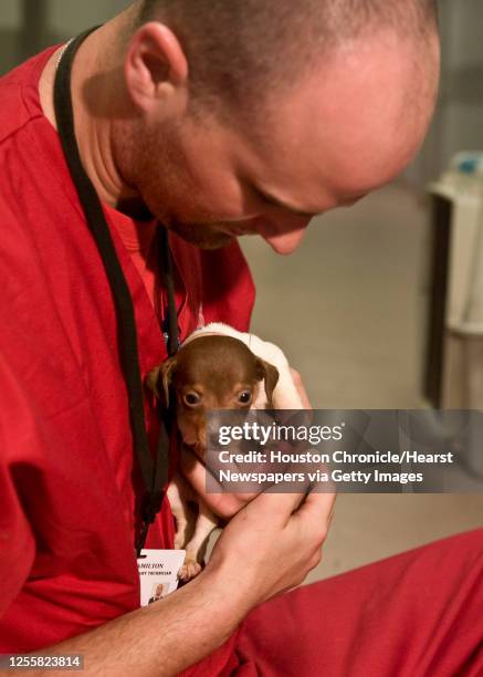 Veterinary Technician Clay Hamilton examines a Rat Terrier puppy during the arrival of 18 adult Rat Terriers, 13 Rat Terrier puppies, 1 Chihuahua...