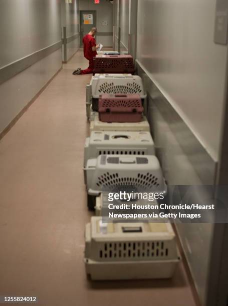 Veterinary Technician Clay Hamilton checks over dogs during the arrival of 18 adult Rat Terriers, 13 Rat Terrier puppies, 1 Chihuahua puppy and 1...