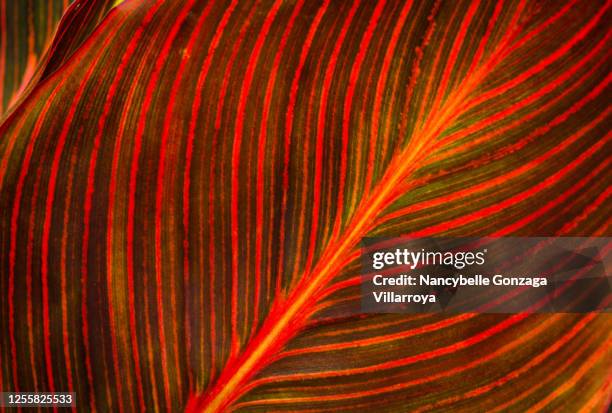 a single vibrant multi-coloured leaf of canna - leaf vein stock pictures, royalty-free photos & images