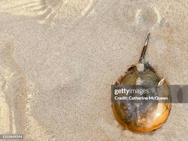 horseshoe crab shell on the sand on cape cod bay - granchio reale foto e immagini stock