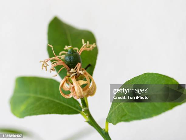 macro shot of small fruit lemon tree after blossoming - orange blossom stock pictures, royalty-free photos & images