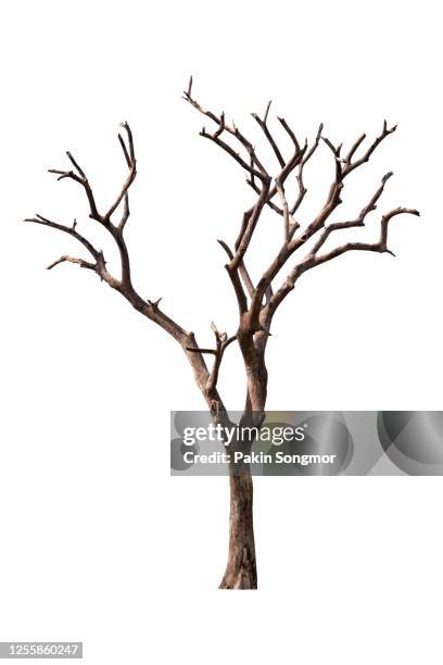 bare tree against isolated on white background. - kale boom stockfoto's en -beelden