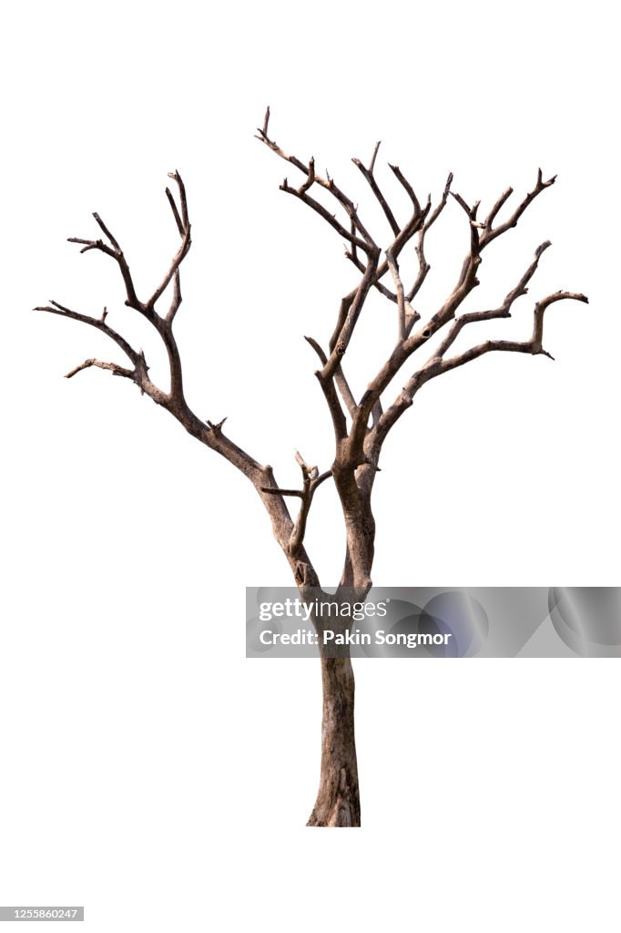 Bare tree against isolated on white background.