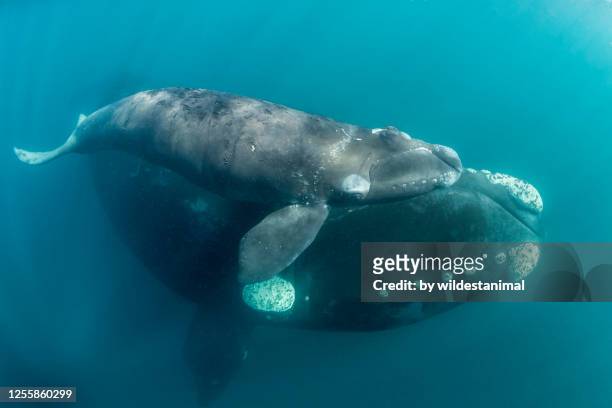 southern right whale with her newborn calf, most likely only a week old due to the lack of whale lice on it's skin. nuevo gulf, valdes peninsula, argentina, a unesco world heritage site.. - right whale stock pictures, royalty-free photos & images