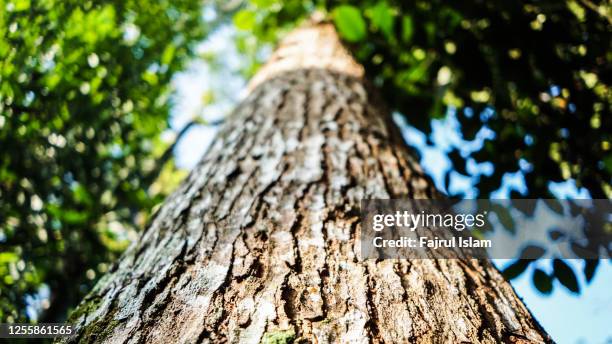 big tree trunk - baum von unten stock-fotos und bilder