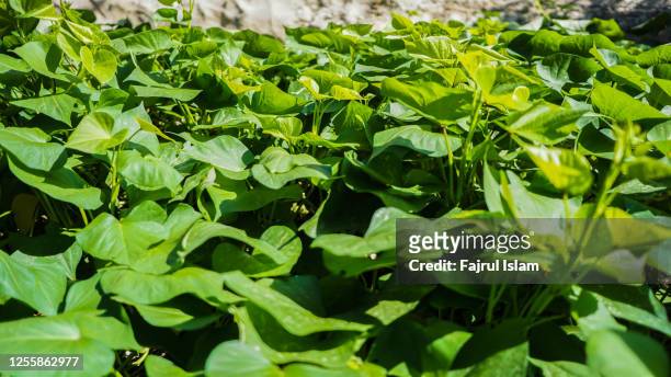 peanut tree - peanuts field stock pictures, royalty-free photos & images