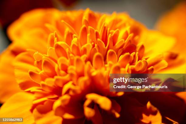 macro phoro of an orange marigold flower - close to stock pictures, royalty-free photos & images
