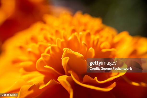 orange marigold flower close-up - tagetes patula photos et images de collection