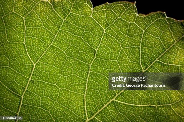 grape leaf veins close-up - zoom effect stock-fotos und bilder