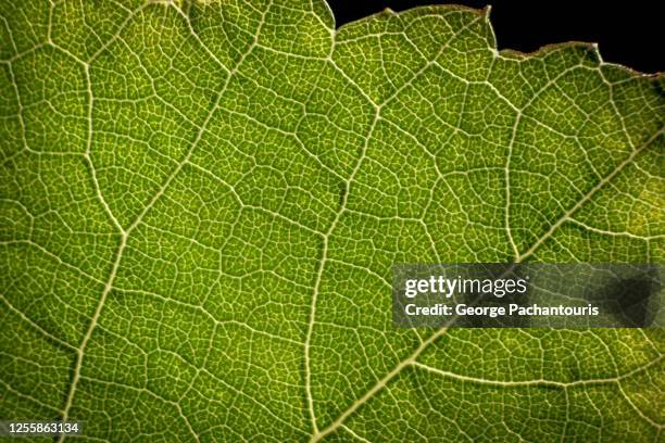 grape leaf veins close-up - inzoomen stockfoto's en -beelden