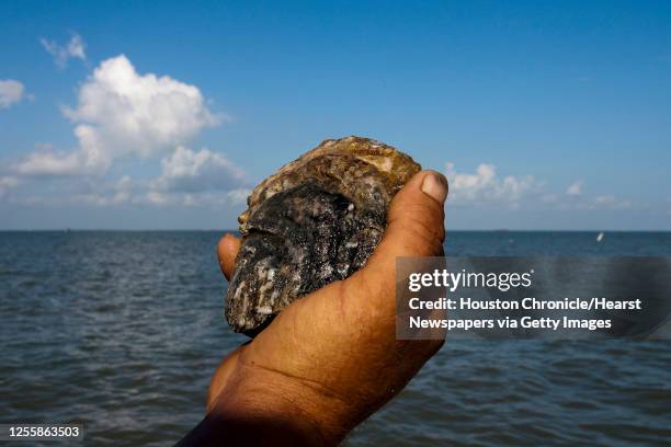 Runt Nelson with Jeri's Seafood holds an oyster from a reef in Galveston's East Bay Monday, Aug. 17 in Smith Point. SPECIAL SERIES: THE STATE OF THE...