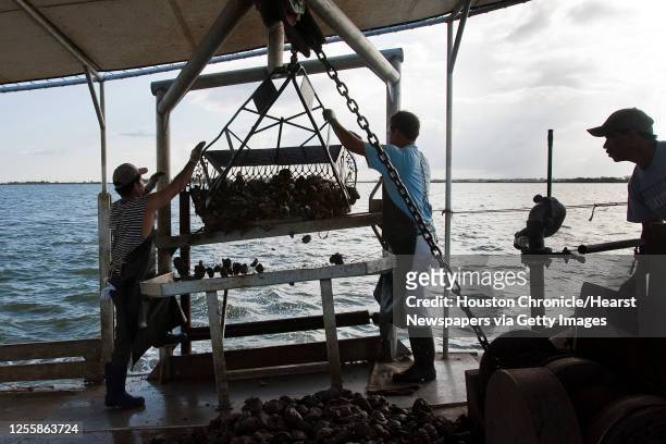 Javier Zendejas , Alejandro Muniz and Captain Refugio Cendejas work abord Jeri's Seafood oyster boat Miss Britney on a reef in Galveston's East Bay...