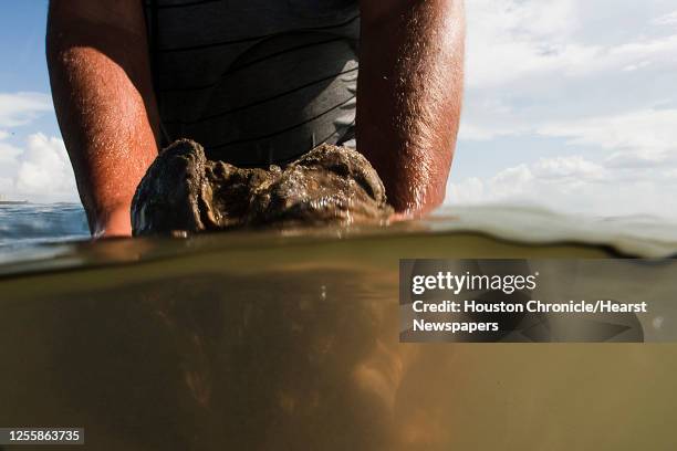 Runt Nelson with Jeri's Seafood holds oysters from a reef in Galveston's East Bay Monday, Aug. 17 in Smith Point.