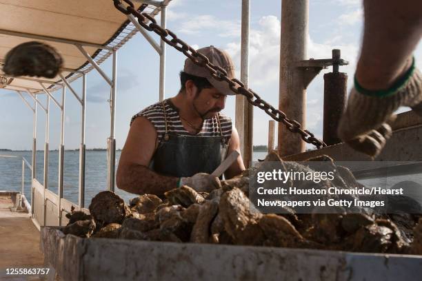 Javier Zendejas works abord Jeri's Seafood oyster boat Miss Britney on a reef in Galveston's East Bay Monday, Aug. 17 in Smith Point.