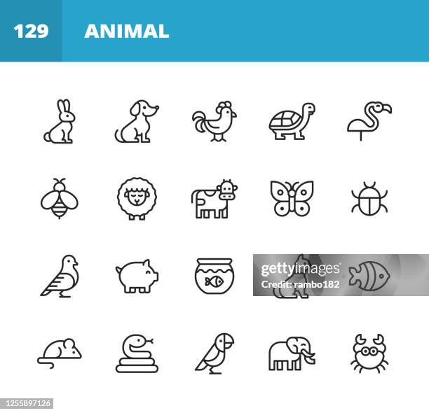 tier linie icons. bearbeitbarer strich. pixel perfekt. für mobile und web. enthält symboleweise kaninchen, hase, hund, huhn, schildkröte, bee, schafe, kuh, schwein, katze, schlange, maus, elefant, papagei. - nagetier stock-grafiken, -clipart, -cartoons und -symbole