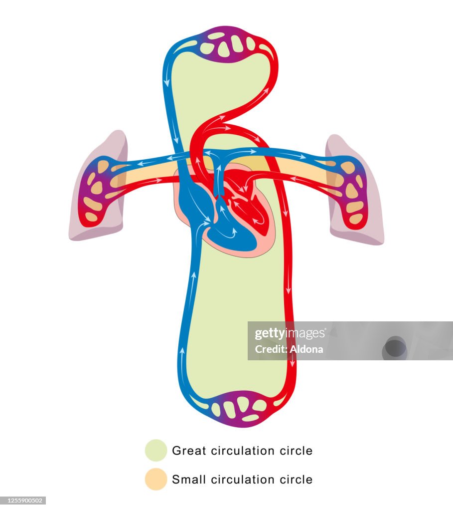 Blood Circulation System High Biology Diagrams