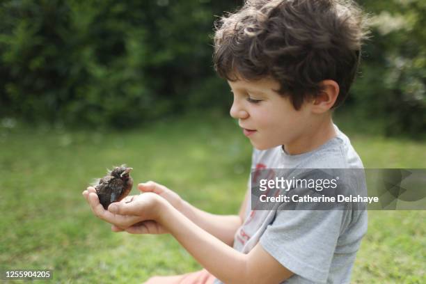 a 9 years old boy taking care of a baby bird - 8 9 years stock-fotos und bilder