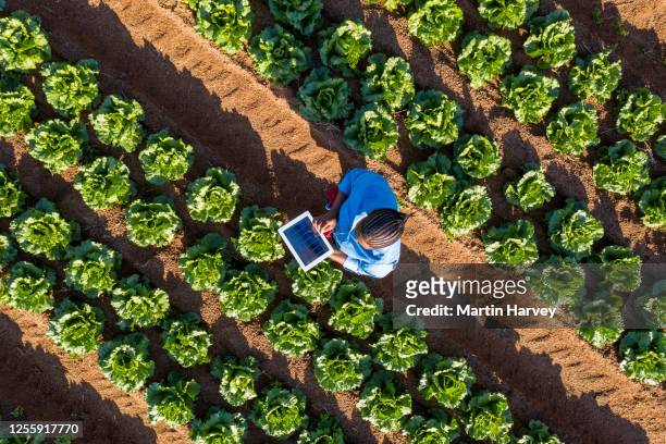 aerial view of a black african female farmer using a digital tablet monitoring vegetables on large scale vegetable farm - landwirtschaft afrika stock-fotos und bilder