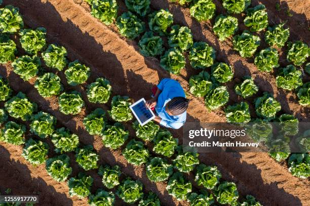 aerial view of a black african female farmer using a digital tablet monitoring vegetables on large scale vegetable farm - africa farm stockfoto's en -beelden