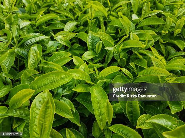 high angle view of tea leaves - green tea leaves stock pictures, royalty-free photos & images