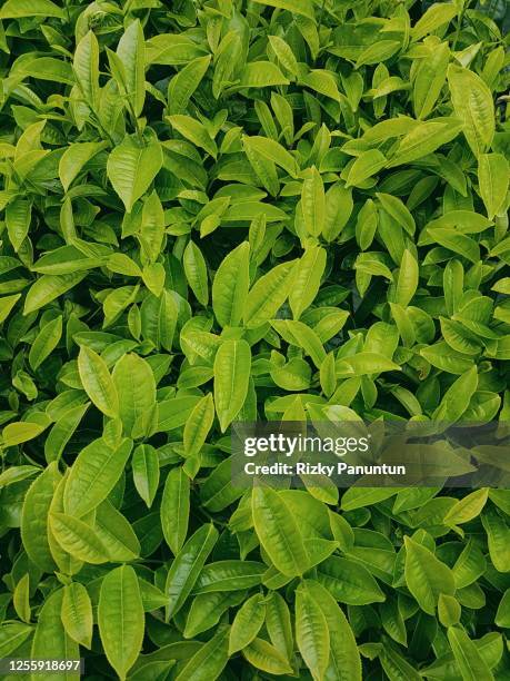 high angle view of tea leaves - feuilles-de-thé-séchées photos et images de collection