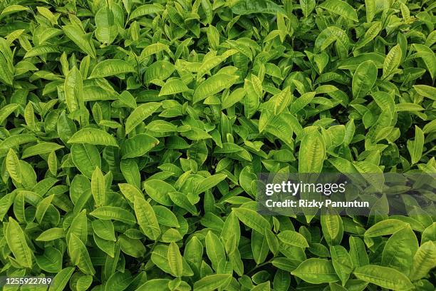 full frame shot of fresh green tea leaves - dried tea leaves ストックフォトと画像