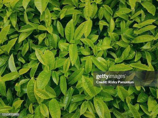 high angle view of tea leaves - japanese tea stock pictures, royalty-free photos & images