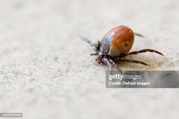 Common woodbuck tick is seen on July 13, 2020 in Dortmund, Germany.