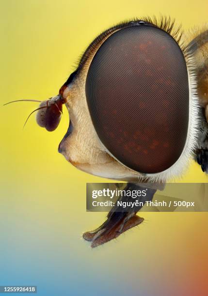 close up of an insect, ho chi minh city, vietnam - facettenauge stock-fotos und bilder