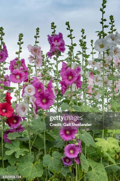 hollyhocks vertical - hollyhock stock pictures, royalty-free photos & images